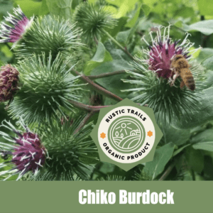 Chiko Burdock, Arctium lappa